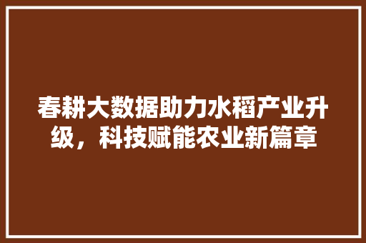 春耕大数据助力水稻产业升级，科技赋能农业新篇章  第1张