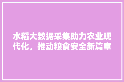 水稻大数据采集助力农业现代化，推动粮食安全新篇章