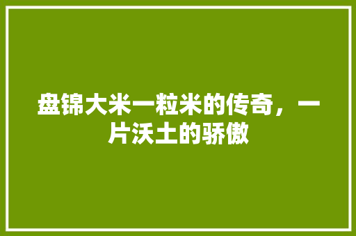 盘锦大米一粒米的传奇，一片沃土的骄傲
